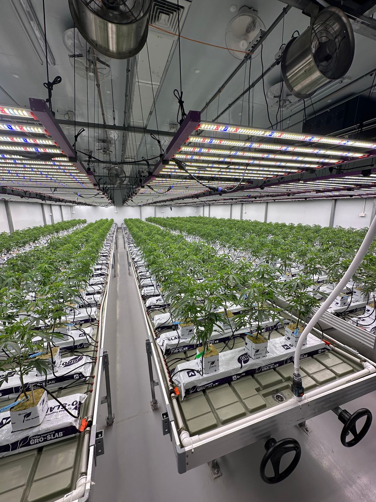 Grow hall at production scale — cultivation rows under controlled environment