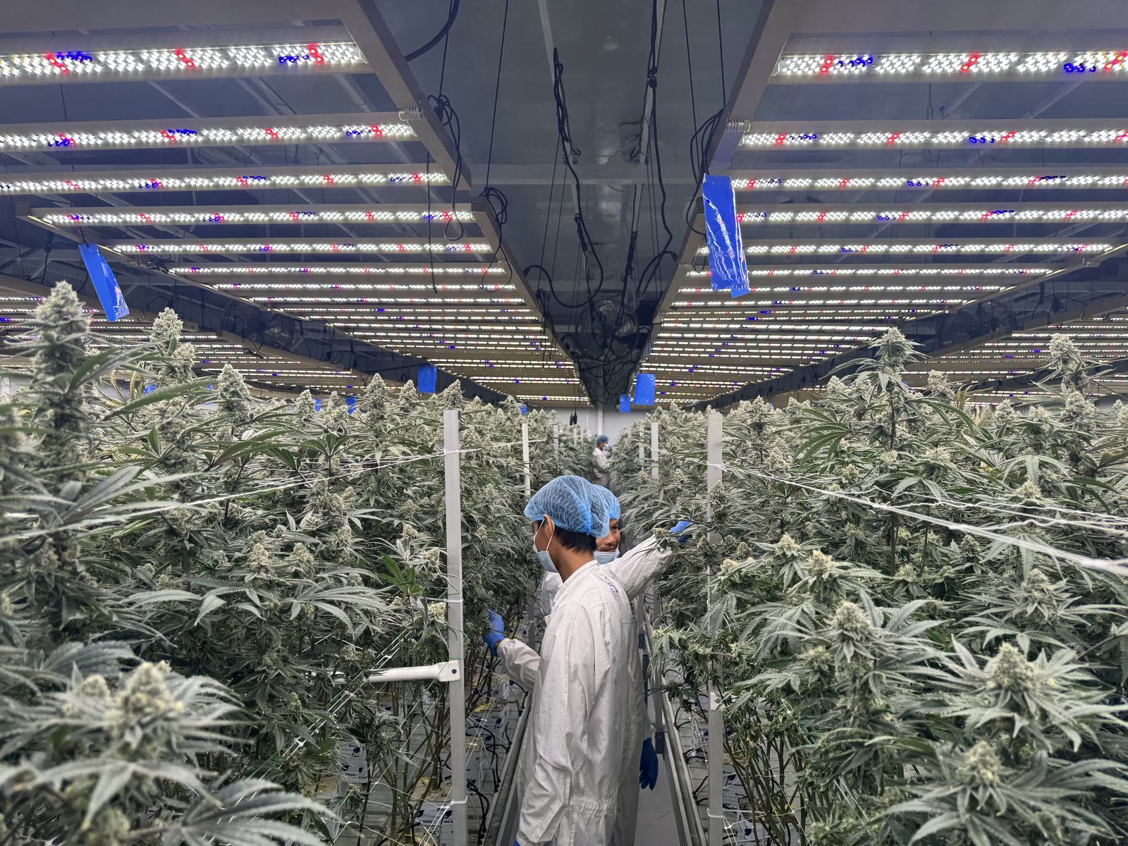 Technician in protective wear tending plants in the grow room