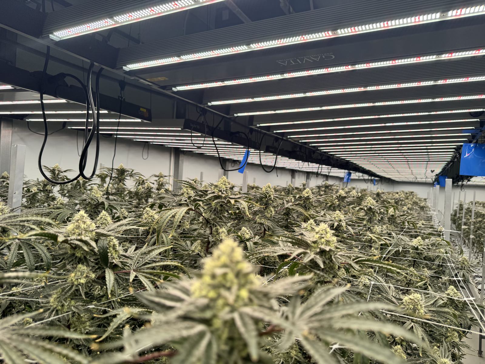 Flowering canopy at production scale under controlled lighting