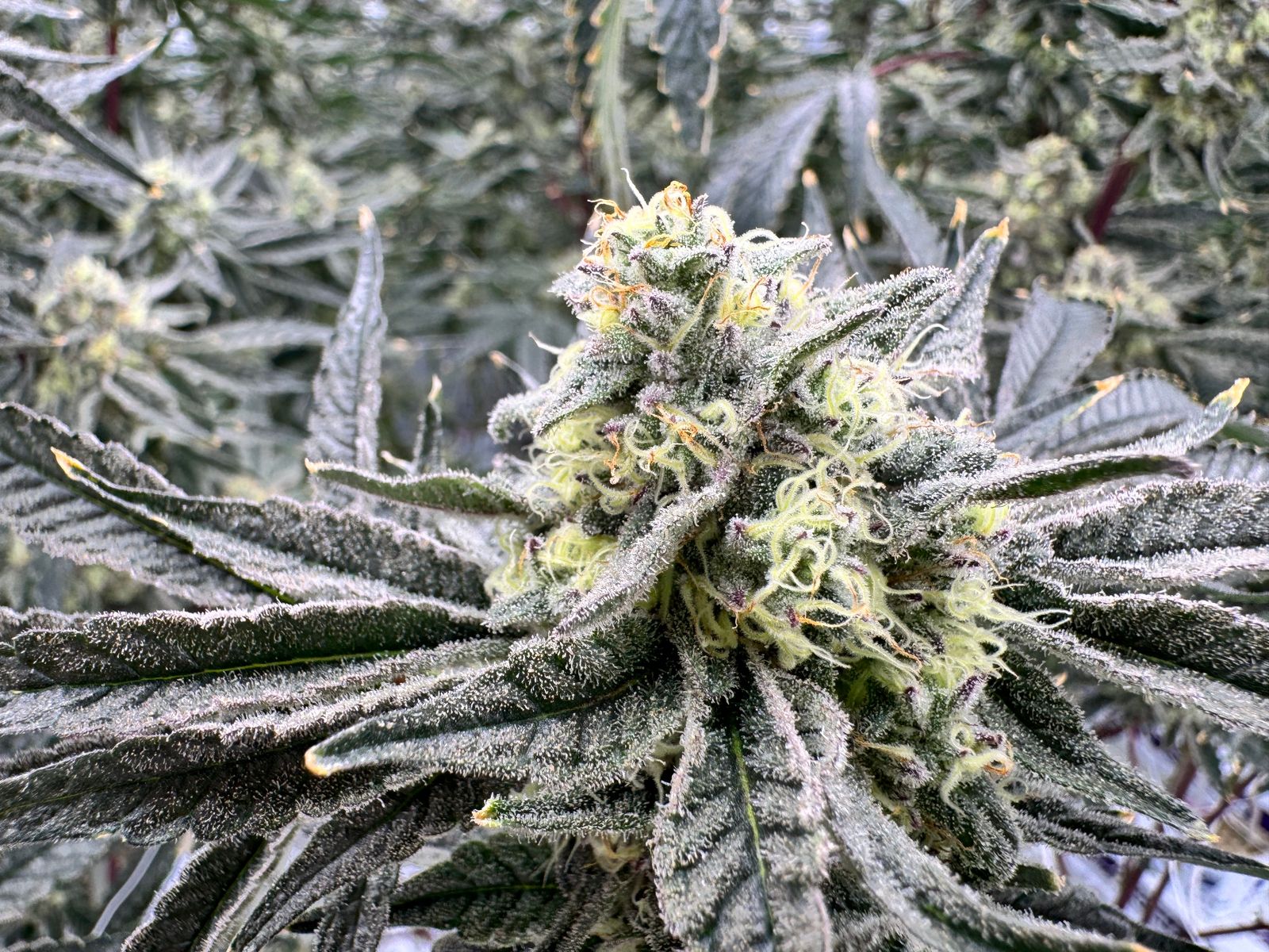 Close-up of a frosty flowering cola in the live canopy