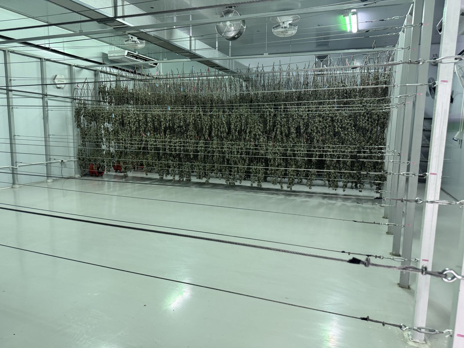 Drying room — racks of hanging flower in a controlled environment