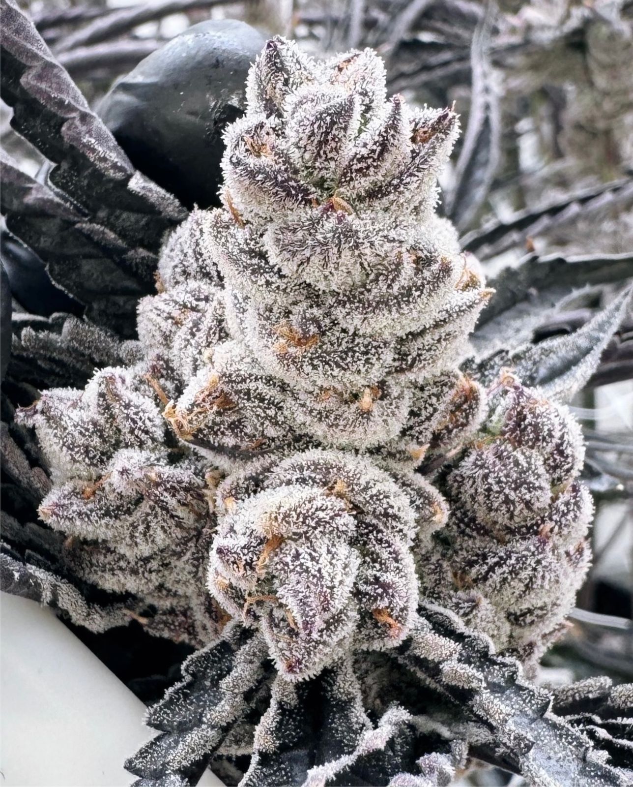 Premium medical cannabis flower — frosty full cola, production cultivar