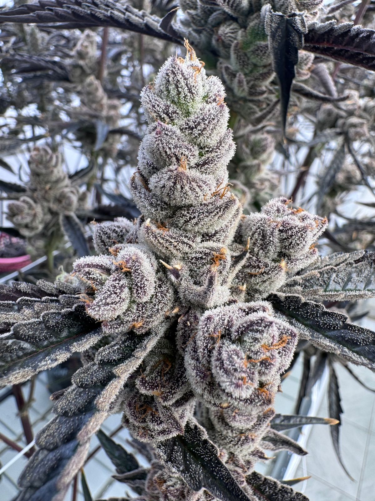 Frosty medical cannabis cola — dense trichome coverage, production cultivar