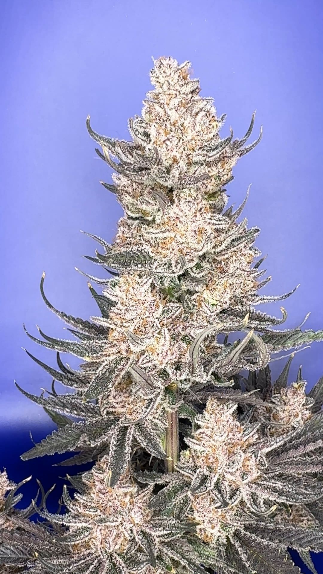 Premium medical cannabis flower — frosty full cola