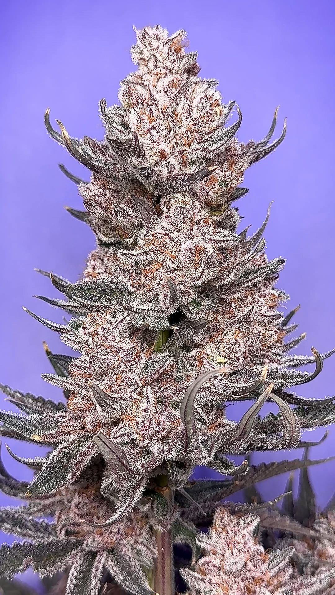 Premium medical cannabis flower — full cola close-up