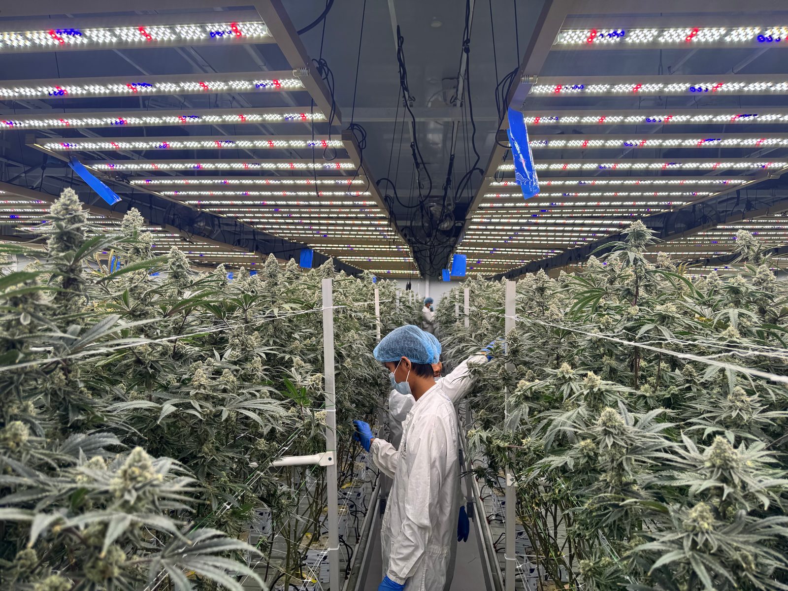 Cultivation technician in full PPE hand-tending the flowering canopy under LED lighting